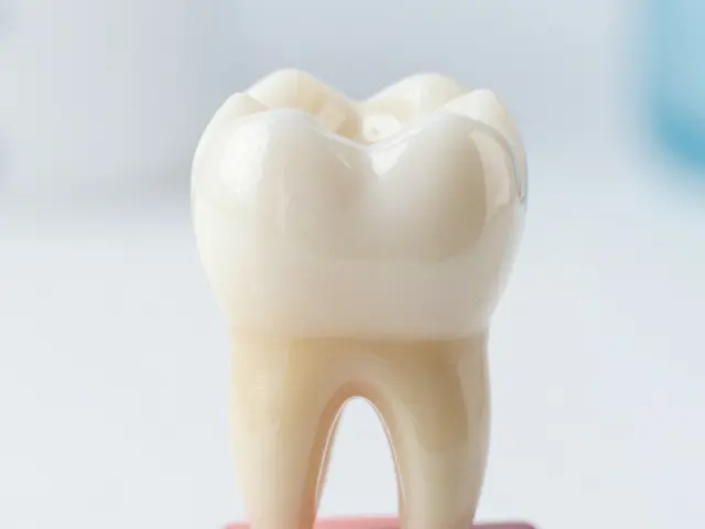 Kolik kořenů mají zuby? Průvodce anatomií a kořenovou léčbou